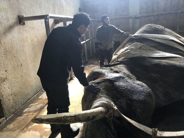 전주동물원 진료팀과 사육사가 누워 있는 코돌이를 일으키려 다독이고 있다.