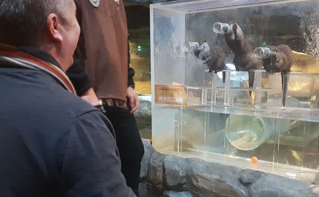 경기 한 실내체험동물원에서 수달이 먹이를 달라며 통밖으로 손을 내미는 모습을 영국 본프리재단(Born Free Foundation)의 크리스 드레이퍼(Chris Draper) 대표가 보고 있다.