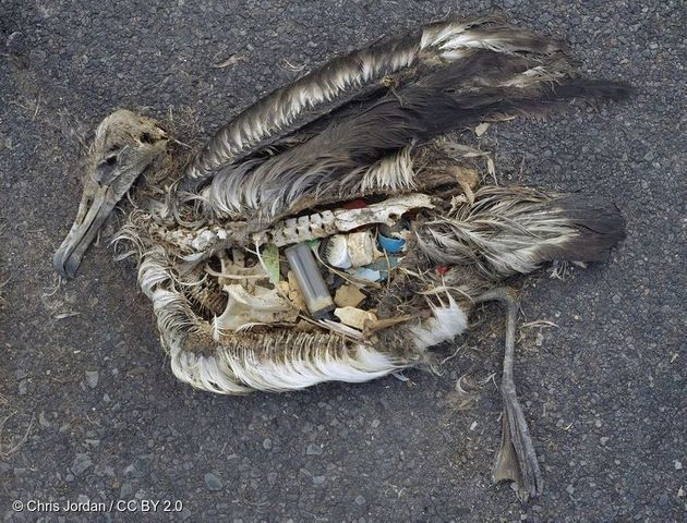 일회용 플라스틱 쓰레기가 해양 생태계를 위협하고 있다