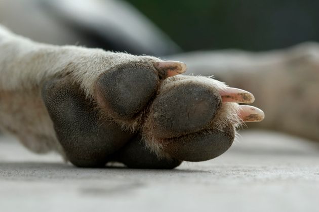 반려인의 조용한 학대