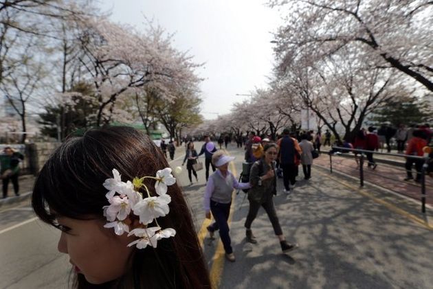 서울 여의도 윤중로에서 시민들이 벚꽃 나들이를 즐기고 있다. <한겨레> 자료사진