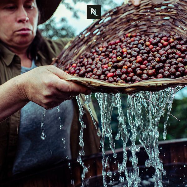 코스타리카 커피 장인이 온천수로 커피 생두를 세척하고 있다
