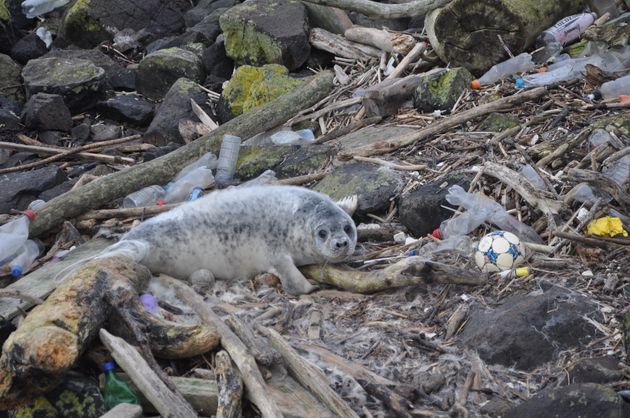 플라스틱 쓰레기로 뒤덮인 해변에서 카메라를 보고 있는 물개