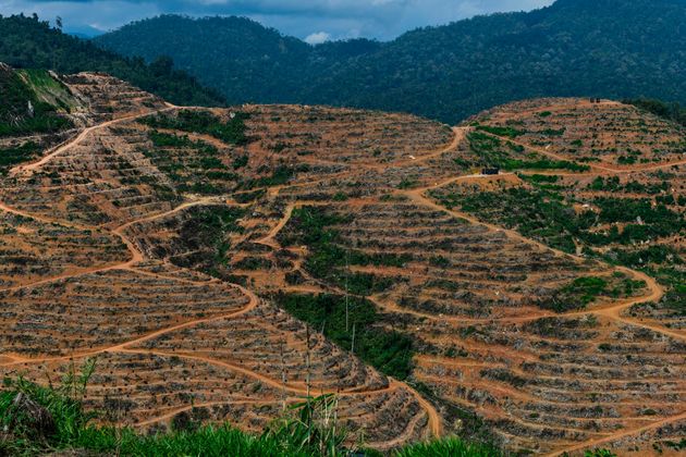 말레이시아 두리안 농장. 중국에서 두리안 수요가 급증해 말레이시아 삼림 벌채가 늘고 있다.
