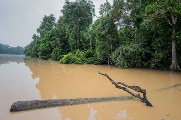 말레이시아 사바의 야생동물 보호구역에서 키나바탕간 강이 범람했다. 적도 우기 기간의 살충제 과용으로 강과 지류가 위험해진다.