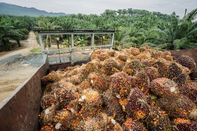 말레이시아 사바의 팜유 농장과 공장
