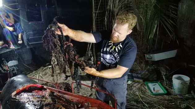 필리핀에서 약 40kg의 플라스틱 쓰레기를 먹은 고래가 발견됐다