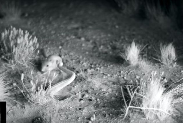 방울뱀의 공격을 막는 캥거루 쥐의 멋진 무술실력이 포착됐다(영상)