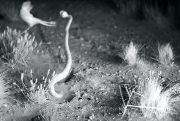 방울뱀의 공격을 막는 캥거루 쥐의 멋진 무술실력이 포착됐다(영상)