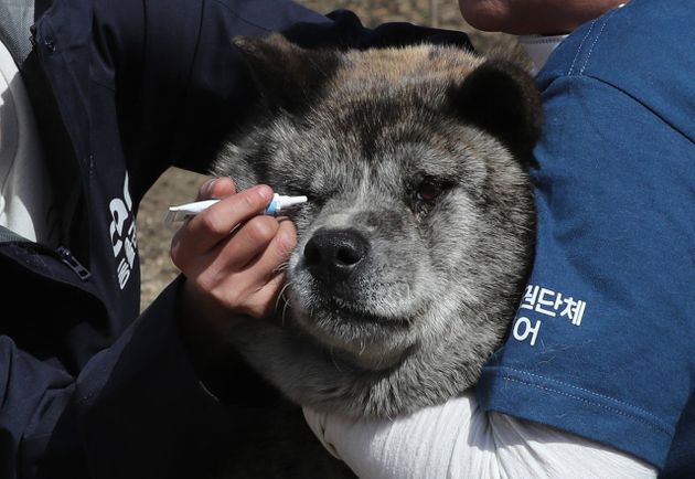 5일 오후 강원도 고성군 토성면 인흥리에서 동물권보호단체 케어 회원들이 화재로 인해 부상을 입은 동물들을 치료하고 있다.