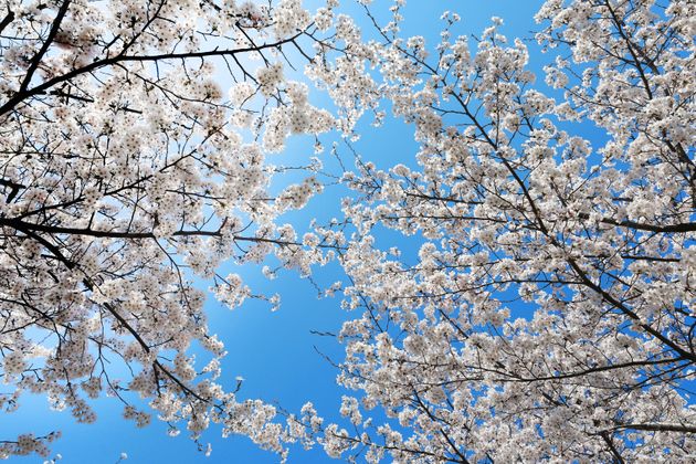 언제까지 ‘벚꽃 엔딩’만 듣고 있을 수는 없잖아