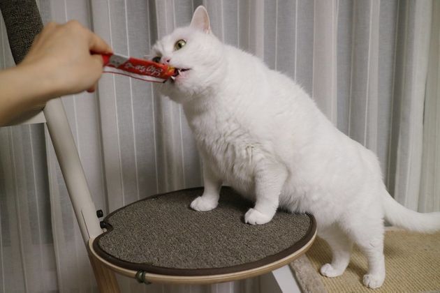 애니멀피플 고양이 기자 ‘만세’가 이나바펫푸드의 ‘챠오츄르’를 맛보고 있다.