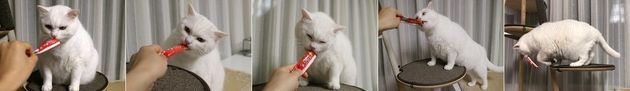 매사 적극적이지 않은 성향의 고양이 기자 ‘만세’는 츄르를 먹을 때 만큼은 최선을 다한다. 