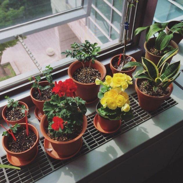 3년 전부터 회사에서 식물을 키우고 있다. 삭막한 사무실에 나타난 초록색 생명체에 고무된 것은 나뿐만이 아니었다. 동료들도 꽃이나 허브를 한두가지씩 창가에 갖다 놓고 돌보기 시작했다. 불쑥 나타난 식물 떼는 좋은 한담거리였다. 