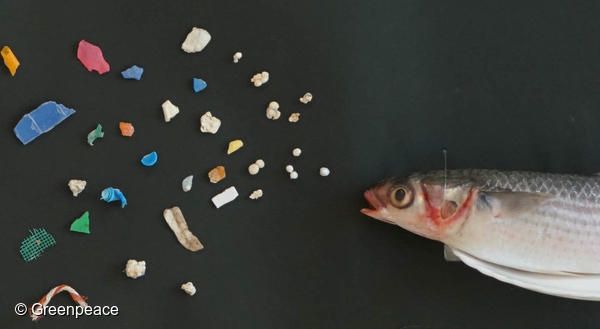 미세플라스틱은 해양 동물의 위장, 식용 소금, 생수 등에서 검출되고 있다