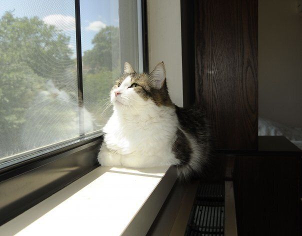 미국 프로비던스의 요양병원 스티어하우스에 사는 고양이 오스카는 죽음을 앞둔 환자에게 다가가 마지막 시간을 함께한다. 2013년에는 오스카가 응급실로 실려가 심정지를 겪었으나, 스티어하우스에 돌아와 회복됐다.