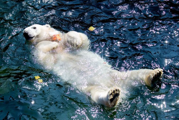 독일 북부 하노버의 한 동물원에 있는 북극곰 '밀라나'가 아이스케이크와 얼린 과일을 먹으며 더위를 견디고 있다. 