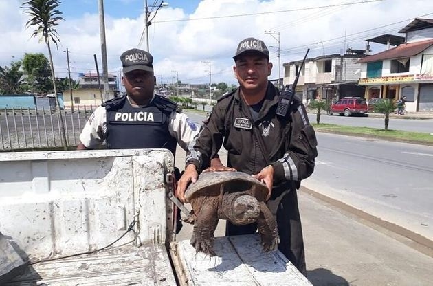 에쿠아도르 환경 경찰이 특별 검문소에서 적발한 무는 거북
