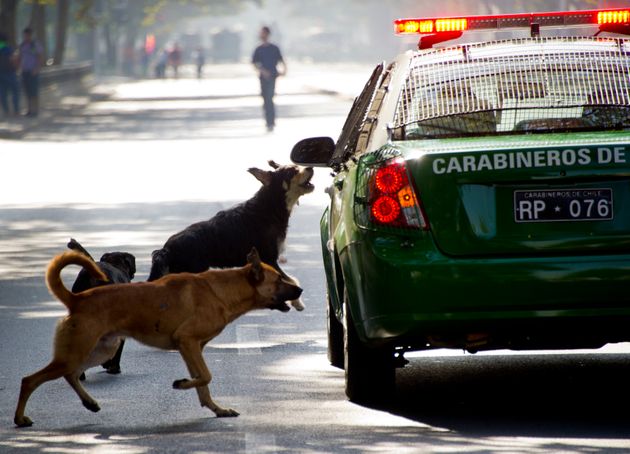 2013년 3월 28일. 칠레의 길거리 개들이 경찰차를 쫓아가고 있다. 칠레 대학의 연구에 의하면 칠레 인구의 40%가 1년에 한 번 개에 물린다고 한다.
