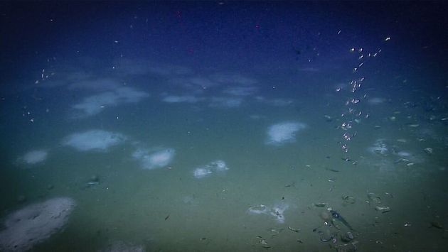 대서양 유출 지역에서 흰 베기아토아 박테리아가 해저를 덮고 있다