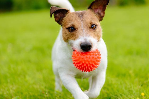 Portrait of Jack Russell Terrier with toy in mouth