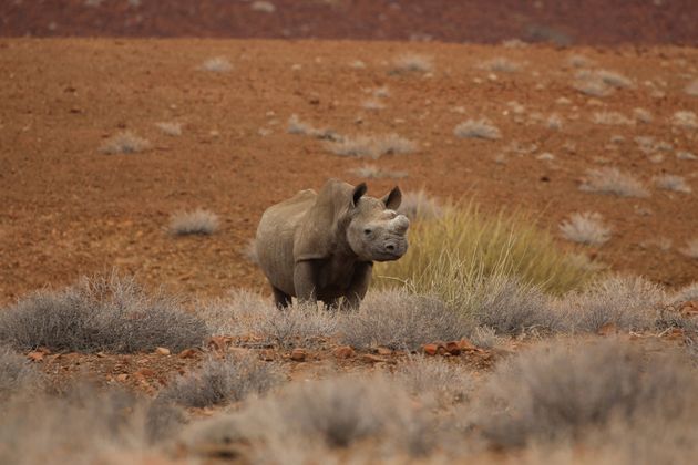 A black rhinoceros is spotted at Wilderness Safaris Desert Rhino Camp. (Photo by Michaela Urban/Chicago Tribune/TNS/Sipa USA)