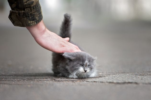 고양이는 엉덩이를 들고 꼬리를 세워 친근함을 표시한다. 야생동물 때부터 간직한 냄새를 통한 사회적 소통이라는 설명이 유력하다.