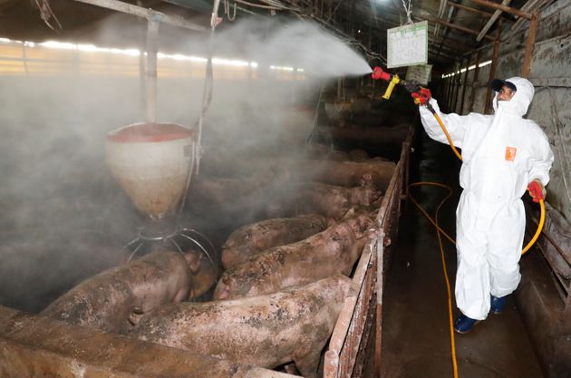 국내에서 처음으로 가축전염병인 아프리카돼지열병(ASF)이 발생한 17일 오후 충남 홍성군 한 돼지농가에서 농가 관계자가 아프키카 돼지열병 확산을 막기 위해 방역활동을 펼치고 있다