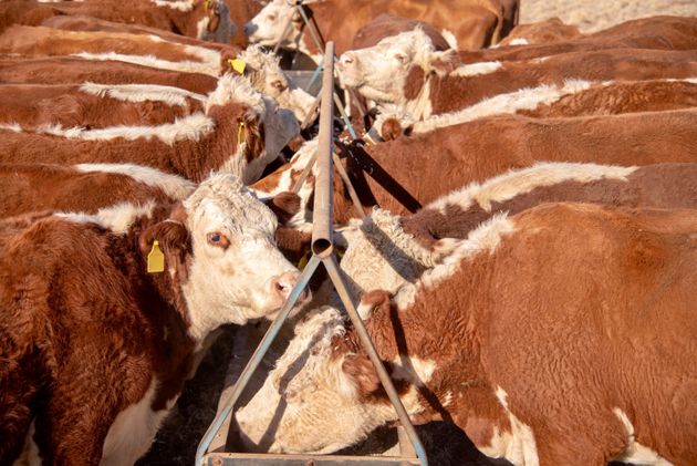 Hereford Grass fed beef cattle heifers in drought in rural NSW Australia feeding form feeding trough