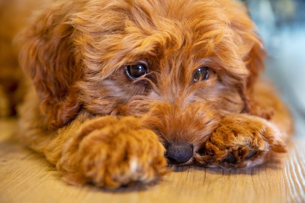 Cute labradoodle puppy dog laying down looking sad or thoughtful