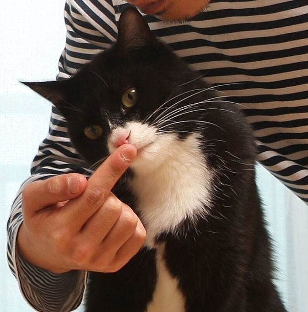 고양이와 해보는 집게 손가락 인사. 