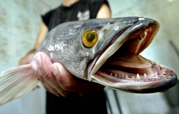 A worker at the Khaiseng Fish Farm displays a snakehead fish which has been harvested and put on its way to a Singaporean dinner table, Saturday, July 27, 2002 in Singapore. The fish which has been causing great concern as a voracious predator and a potential danger to the environment in the U.S. is seen by amused Singaporeans as nothing more than a tasty meal. (AP Photo/Ed Wray)