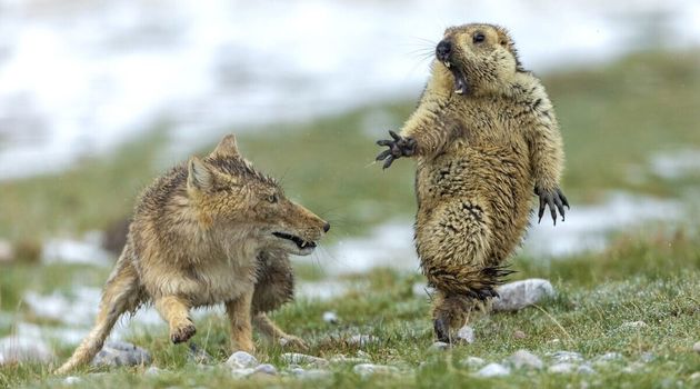 올해의 야생 동물 사진 전체 부문 수상작. 중국 치롄 산맥에서 촬영된 여우와 마못의 한 판. 마못은 결국 여우에게 죽임을 당했다. 