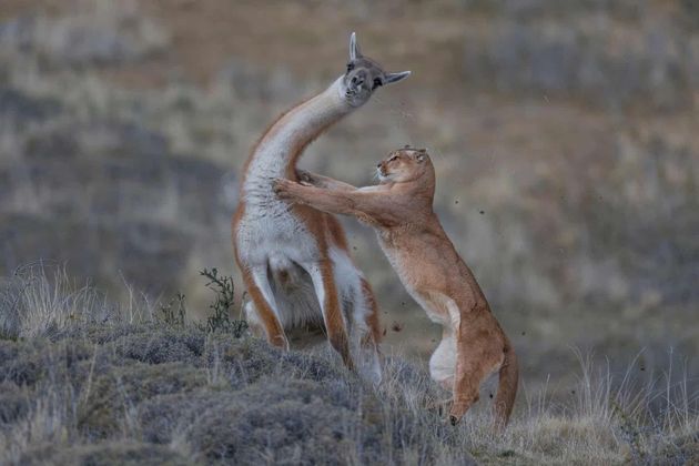 과나코(안데스 산맥의 야생 라마)를 습격하는 퓨마. 포유류 공동 행동 부문 수상.