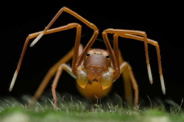 이것은 보통의 개미가 아니다. 베짜기개미의 턱 옆에 붙은 더듬이는 다리와 비슷하다. 동물 초상 부문 수상.