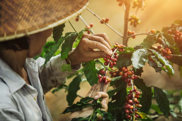 [coffee berries] Close-up arabica coffee berries with agriculturist hands of Vietnamese women