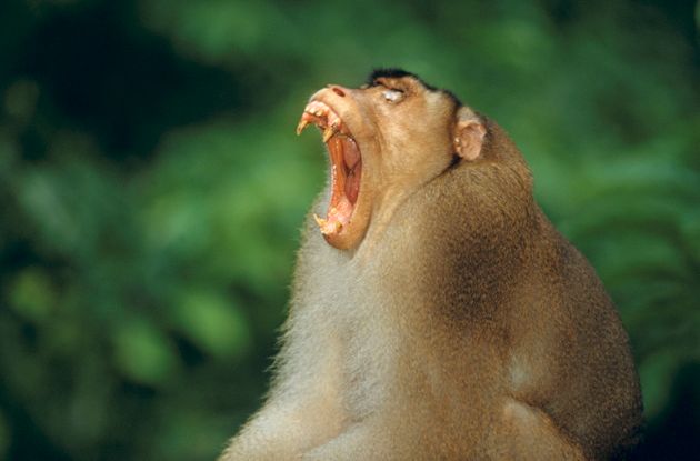 Pig tailed macaque male (Macaca nemestrina) showing teeth Sepilok Rehabilitation Center, Sabah Borneo, Malaysia Date: 07/02/2008. (Photo by: Avalon/Universal Images Group via Getty Images)