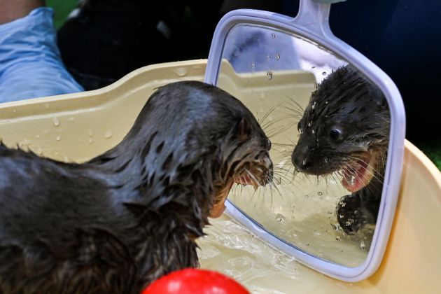 TOPSHOT - A river otter (lontra longicaudis) of 6-weeks-old looks in the mirror during a bath in the Animal Welfare Unit of the Zoo in Cali, Colombia, on October 22, 2019. - The baby otter was found abandoned brought to the Cali Zoo for breeding, for its extensive experience in raising these species. According to the International Union for Conservation of Nature the river otter (lontra longicaudis) are in danger of extinction, because of mining, agriculture, pollution of rivers and housing construction in their habitat. (Photo by Luis ROBAYO / AFP) (Photo by LUIS ROBAYO/AFP via Getty Images)