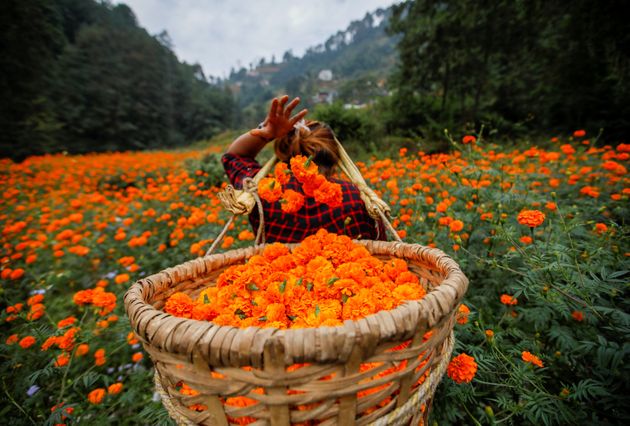 A woman fills her basket with marigold flowers, used to make garlands and offer prayers, as she plucks them before selling to the market for the Tihar festival, also called Diwali, in Kathmandu, Nepal October 25, 2019. REUTERS/Navesh Chitrakar     TPX IMAGES OF THE DAY