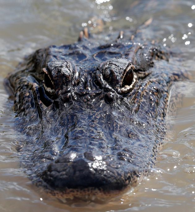 In this Oct. 1, 2018 photo, an alligator floats in the Caernarvon Canal in Caernarvon, La. With prices less than half the usual amount for alligator skins, the recent wild harvest in Louisiana was slow. Totals aren't yet in, but the head of the state's alligator program estimates that about 18,000 were taken from the wild. (AP Photo/Gerald Herbert)