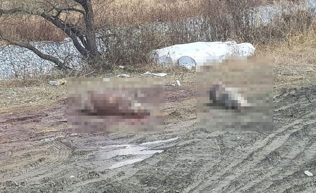 덤프트럭 적재함에서 떨어진 돼지 사체가 땅바닥에 나뒹굴고 있다.