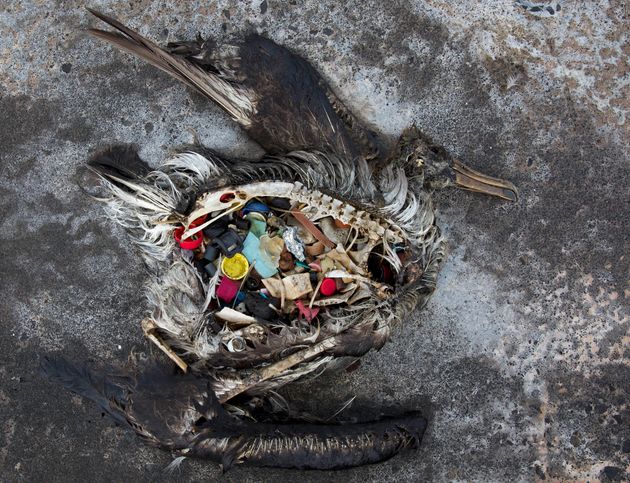 하와이에서 발견된 어린 알바트로스 시체. 플라스틱을 잔뜩 먹고 죽었다.
