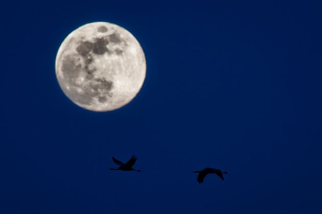 DIEHSA, GERMANY - MARCH 30: Two cranes are pictured in front of the rising moon on March 30, 2018 in Diehsa, Germany. (Photo by Florian Gaertner/Photothek via Getty Images)