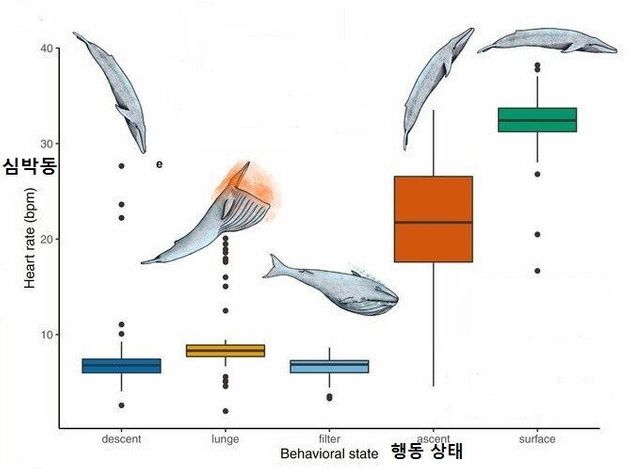 대왕고래의 사냥 행동과 심박동수의 관계.