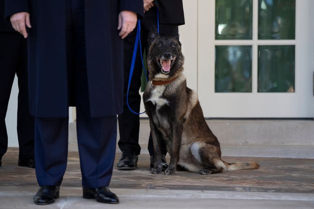 President Donald Trump stands with Conan, the U.S. Army dog that participated in the raid that killed ISIS leader Abu Bakr al-Baghdadi, in the Rose Garden of the White House, Monday, Nov. 25, 2019, in Washington. (AP Photo/ Evan Vucci)