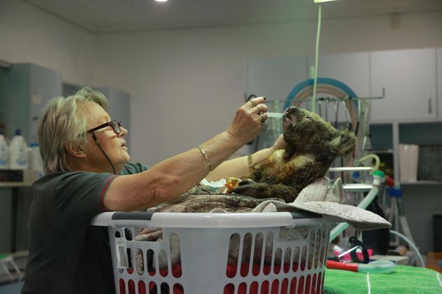 PORT MACQUARIE, AUSTRALIA - NOVEMBER 19: An injured koala receives treatment after its rescue from a bushfire at the Port Macquarie Koala Hospital on November 19, 2019 in Port Macquarie, Australia. (Photo by Tao Shelan/China News Service/VCG via Getty Images)