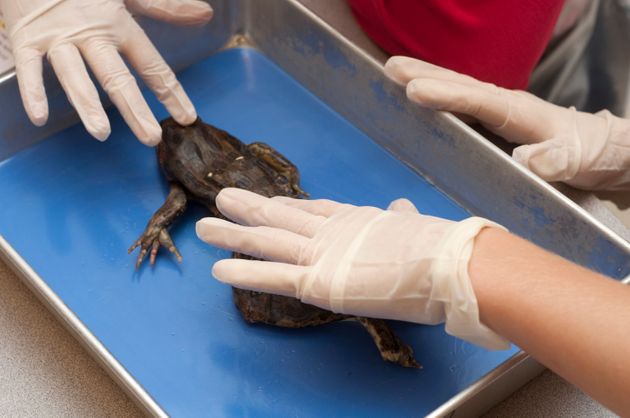 포르말린 처리한 실제 개구리의 해부를 앞둔 모습. 자료사진.