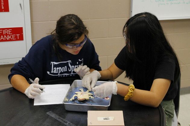 합성 개구리로 해부 실습을 하는 학생들. 신데이버 제공
