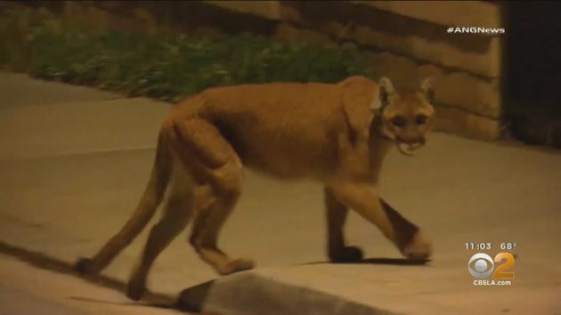 The big cat is believed to be the same one in all the sightings this week, which included attacks on two dogs, one of whom died. Tina Patel reports.