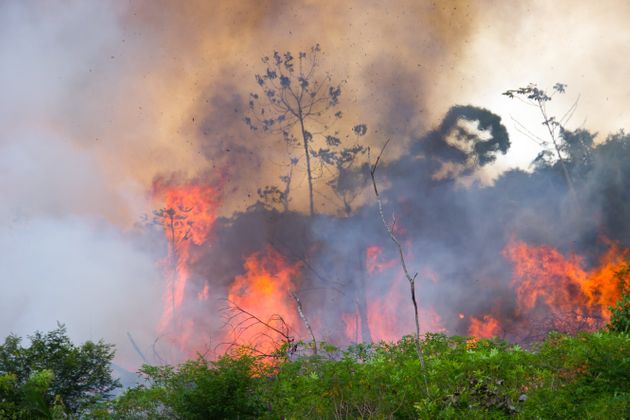 불타고 있는 아마존 우림